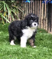 Sophia, a female Aussiedoodle for sale in Chester, SC – 4 of 7