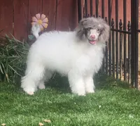 FiFi, a female Poodle - Miniature  for sale in Chester, SC – 3 of 6