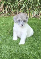 Lainey, a female Poodle - Miniature  for sale in Chester, SC – 4 of 7