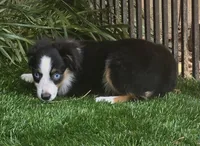 Penny, a female Toy Australian Shepherd for sale in Chester, SC – 5 of 5