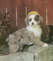 Sam, a male Aussiedoodle for sale in Chester, SC – 2 of 5