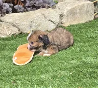 Bodhi, a male Aussiedoodle for sale in Chester, SC – 7 of 7