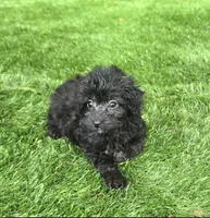 Adeline, a female Aussiedoodle for sale in Chester, SC – 2 of 6