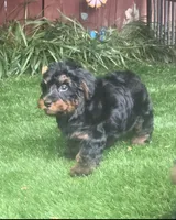 Danny, a female Yorkipoo for sale in Chester, SC – 5 of 5