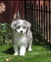 Scarlet, a female Aussiedoodle for sale in Chester, SC – 4 of 5