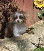 Cookie, a female Aussiedoodle for sale in Chester, SC – 6 of 7