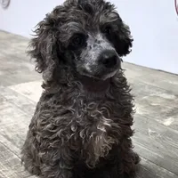 Conner, a male Poodle - Miniature  for sale in Chester, SC – Photo 10 of 10