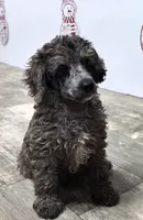 processed/7b3cdeb2-940c-4fb2-82cb-fc0b27c50cc5/listing/35b51758-62f0-44d9-aee7-eda2ff044f95/3ca9506f-e79c-46a6-b98a-a03b36622afd