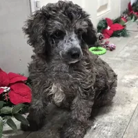 Conner, a male Poodle - Miniature  for sale in Chester, SC – Photo 8 of 10