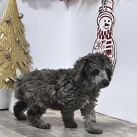 Conner, a male Poodle - Miniature  for sale in Chester, SC – Photo 3 of 10