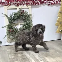 Conner, a male Poodle - Miniature  for sale in Chester, SC – Photo 7 of 10