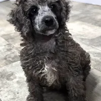 Conner, a male Poodle - Miniature  for sale in Chester, SC – Photo 1 of 10