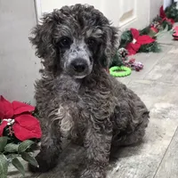 Conner, a male Poodle - Miniature  for sale in Chester, SC – Photo 5 of 10