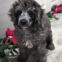 Conner, a male Poodle - Miniature  for sale in Chester, SC – Photo 4 of 10