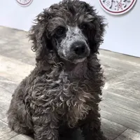 Conner, a male Poodle - Miniature  for sale in Chester, SC – Photo 9 of 10