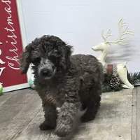 Conner, a male Poodle - Miniature  for sale in Chester, SC – Photo 2 of 10