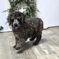 Conner, a male Poodle - Miniature  for sale in Chester, SC – Photo 6 of 10