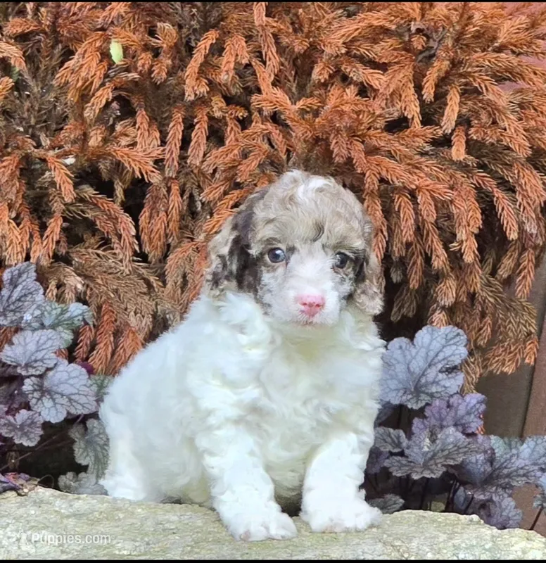 Fig – Poodle - Miniature  puppy for sale in Chester, SC
