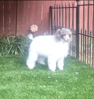FiFi, a female Poodle - Miniature  for sale in Chester, SC – 2 of 6