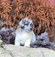 Theo, a female Poodle - Miniature  for sale in Chester, SC – 2 of 5
