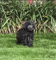 Adeline, a female Aussiedoodle for sale in Chester, SC – 4 of 6