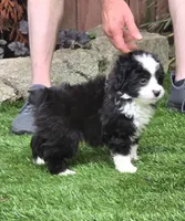 Clementine, a female Aussiedoodle for sale in Chester, SC – 6 of 8