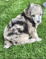 Piper, a female Poodle - Miniature  for sale in Chester, SC – 3 of 6