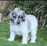 Theo, a female Poodle - Miniature  for sale in Chester, SC – 3 of 5