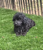 Adeline, a female Aussiedoodle for sale in Chester, SC – 5 of 6