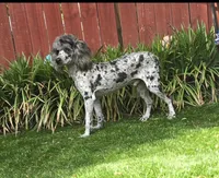 Conner, a male Poodle - Miniature  for sale in Chester, SC – 5 of 6