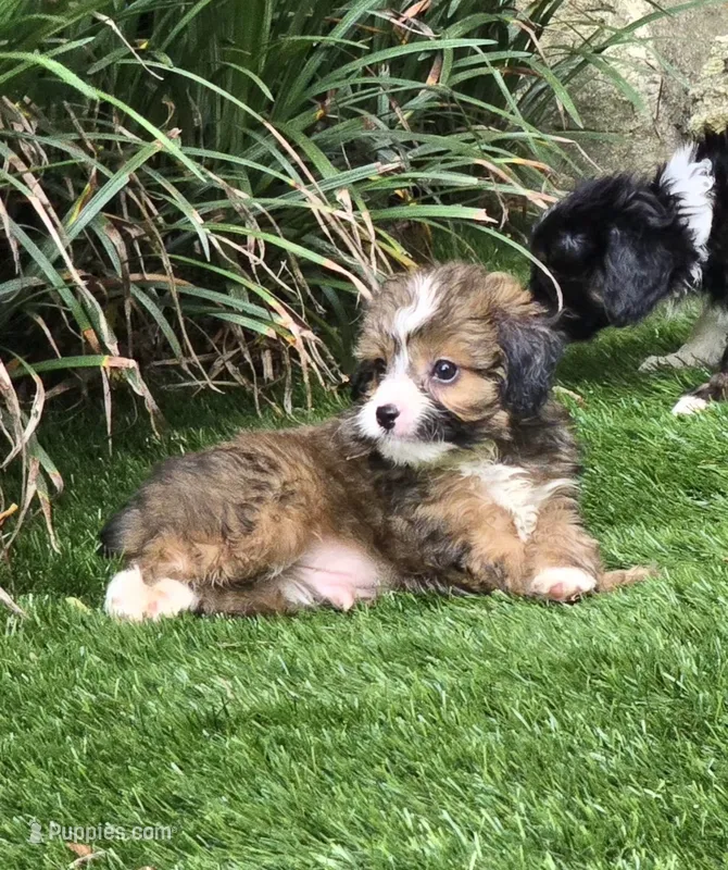Bodhi – Aussiedoodle puppy for sale in Chester, SC