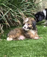 Bodhi, a male Aussiedoodle for sale in Chester, SC – 1 of 7
