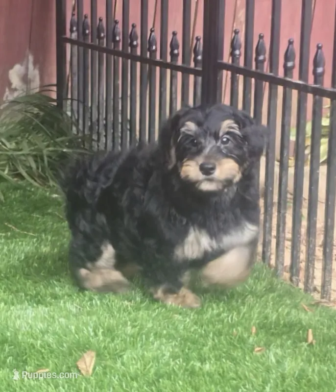 Dana – Yorkipoo puppy for sale in Chester, SC