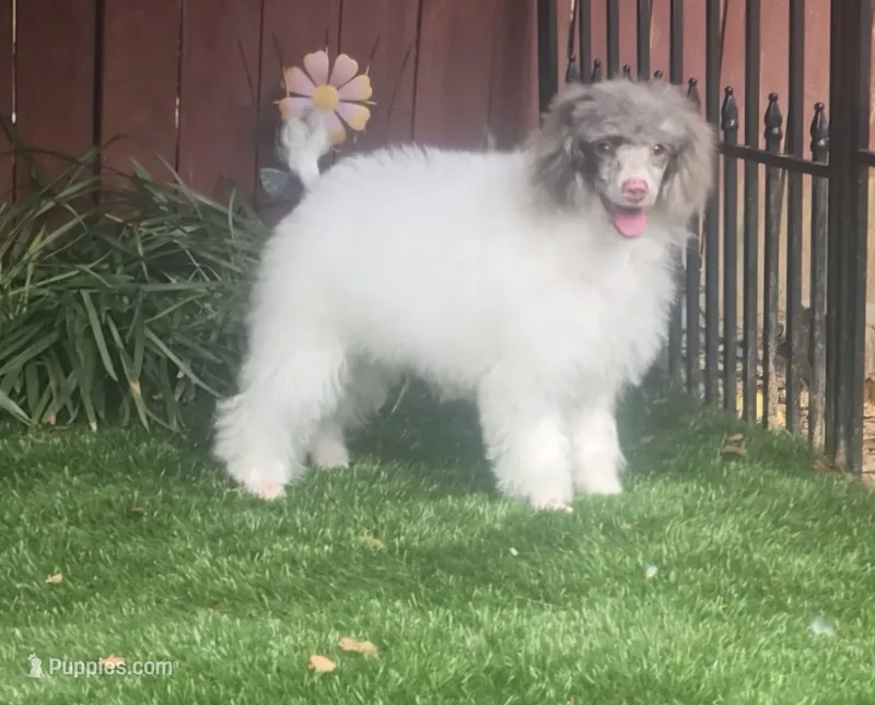 FiFi – Poodle - Miniature  puppy for sale in Chester, SC