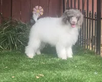 FiFi, a female Poodle - Miniature  for sale in Chester, SC – 1 of 6