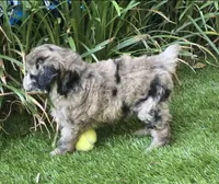 Piper, a female Poodle - Miniature  for sale in Chester, SC – 5 of 6