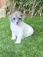 Lainey, a female Poodle - Miniature  for sale in Chester, SC – 7 of 7