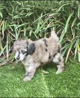Piper, a female Poodle - Miniature  for sale in Chester, SC – 6 of 6