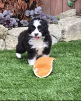 Clementine, a female Aussiedoodle for sale in Chester, SC – 7 of 8