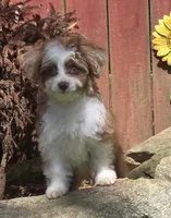 Cookie, a female Aussiedoodle for sale in Chester, SC – 4 of 7