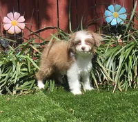 Cookie, a female Aussiedoodle for sale in Chester, SC – 7 of 7