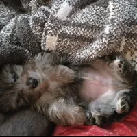 Peanut, a male Aussiedoodle for sale in Chester, SC – Photo 4 of 4