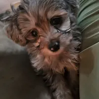 Peanut, a male Aussiedoodle for sale in Chester, SC – Photo 3 of 4