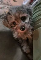 Peanut, a male Aussiedoodle for sale in Chester, SC – Photo 3 of 4