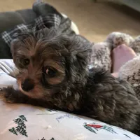 Peanut, a male Aussiedoodle for sale in Chester, SC – Photo 2 of 4