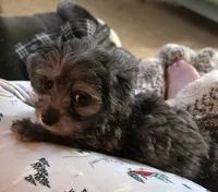 Peanut, a male Aussiedoodle for sale in Chester, SC – Photo 2 of 4