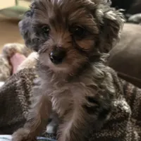 Peanut, a male Aussiedoodle for sale in Chester, SC – Photo 1 of 4