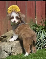 Cookie, a female Aussiedoodle for sale in Chester, SC – 5 of 7