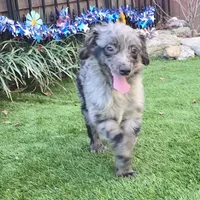 Tucker, a male Aussiedoodle for sale in Chester, SC – Photo 4 of 8