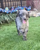 Tucker, a male Aussiedoodle for sale in Chester, SC – Photo 2 of 8